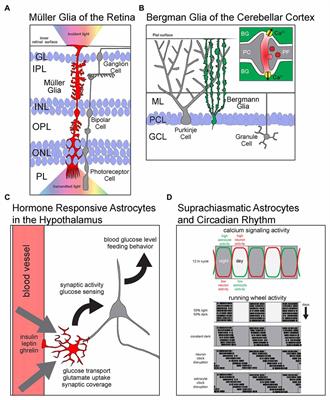 Resolving Astrocyte Heterogeneity in the CNS